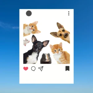 Pet Captions