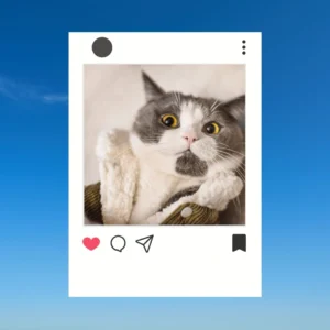 Cats Captions for Instagram