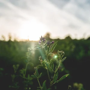 Inspirational Green Quotes