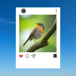 Bird Captions for Instagram