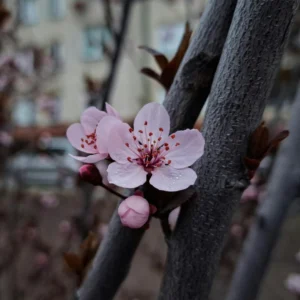 Nature Captions for Instagram