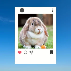 Rabbit Captions for Instagram
