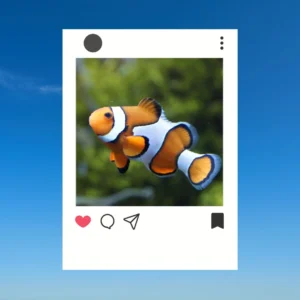 Fish Captions for Instagram