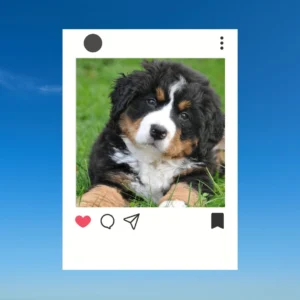 Cute Dog Captions for Instagram