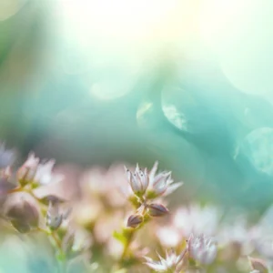 Flower Quotes for Instagram